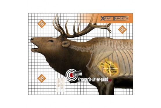 Lot de six cibles posters Wapiti en rayons X